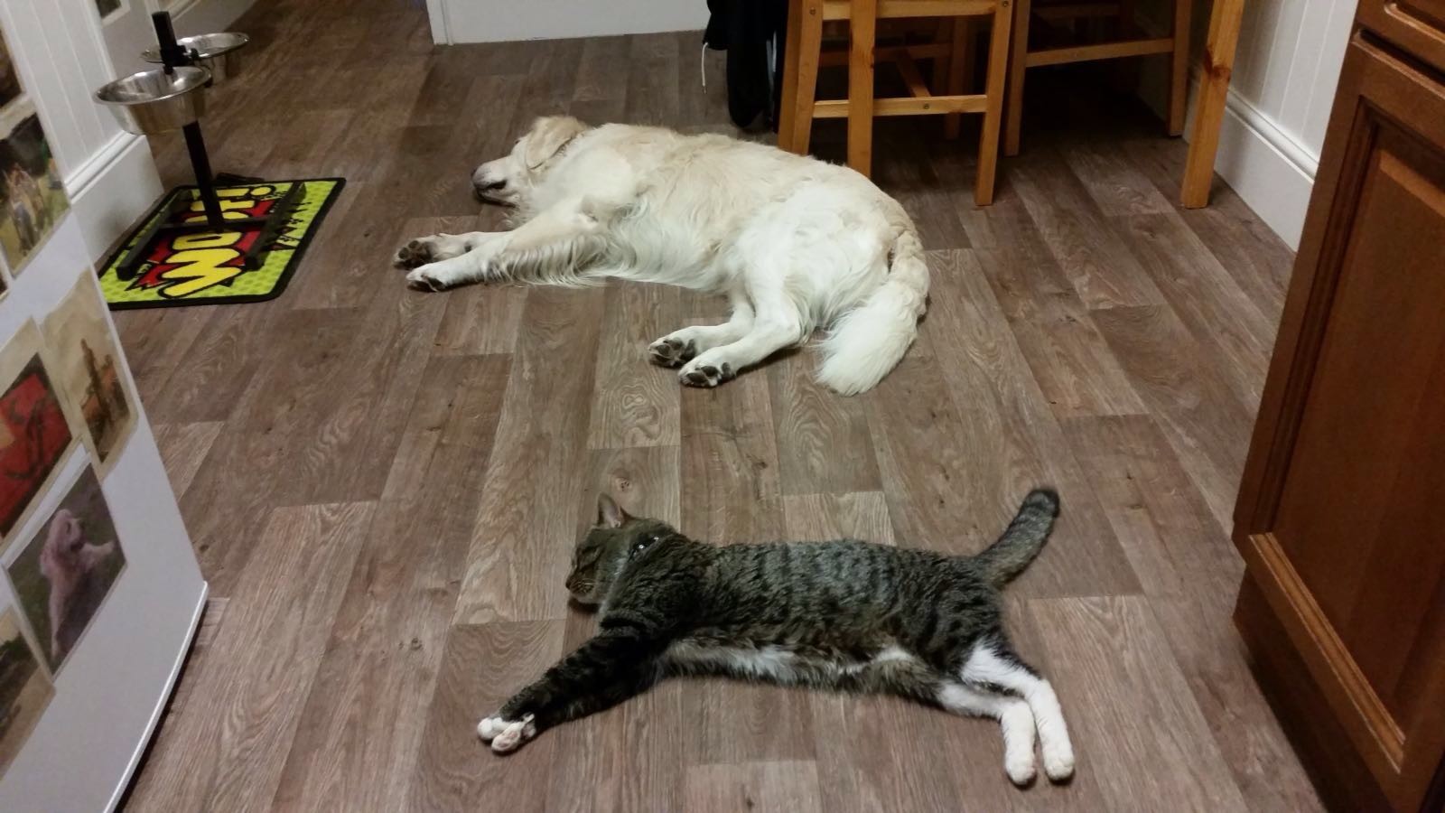 relax-dog-cat-together
